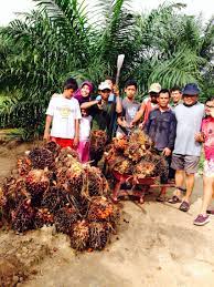 Bebas Pajak Sementara untuk Ekspor CPO hingga 30 Agustus, Petani Sambut Baik Kebijakan Menkeu